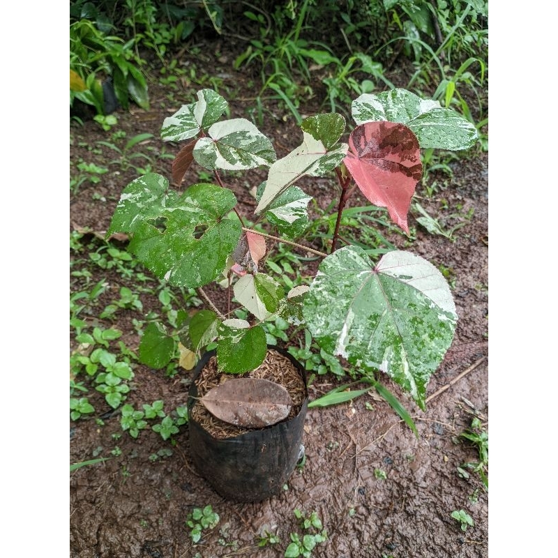 promo ( bisa cod) tanaman hias waru variegata - bibit bonsai waru variegata - bonsai waru - bahan bo