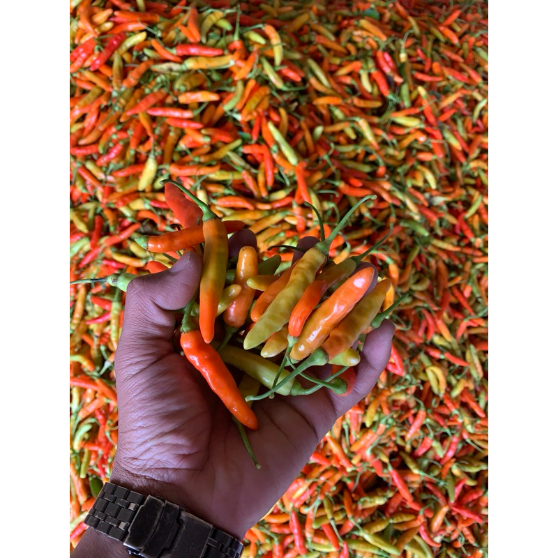 

cabe rawit {1kg} petik langsung dari petani