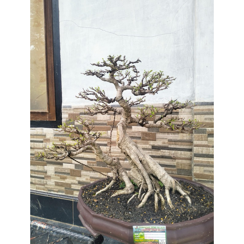 bonsai siap pajang KIMENG JUMBO