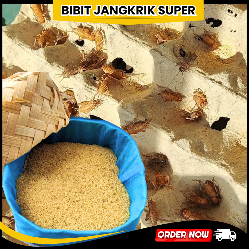 Telur jangkrik Madu Kunyit murah bibit jangkrik super unggul jangkrik madu untuk budidaya