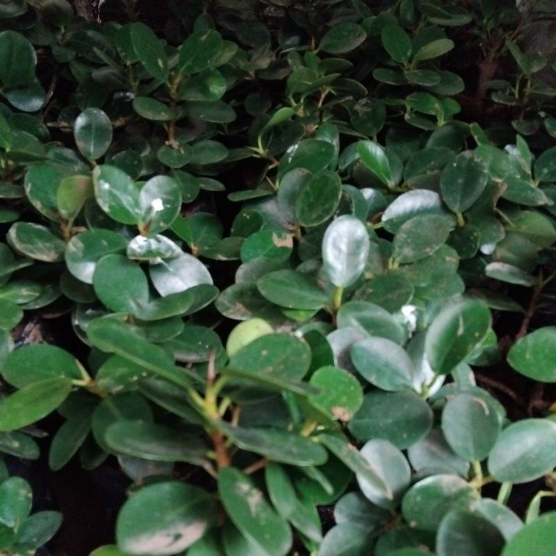 Dolar mangkok mikro ori