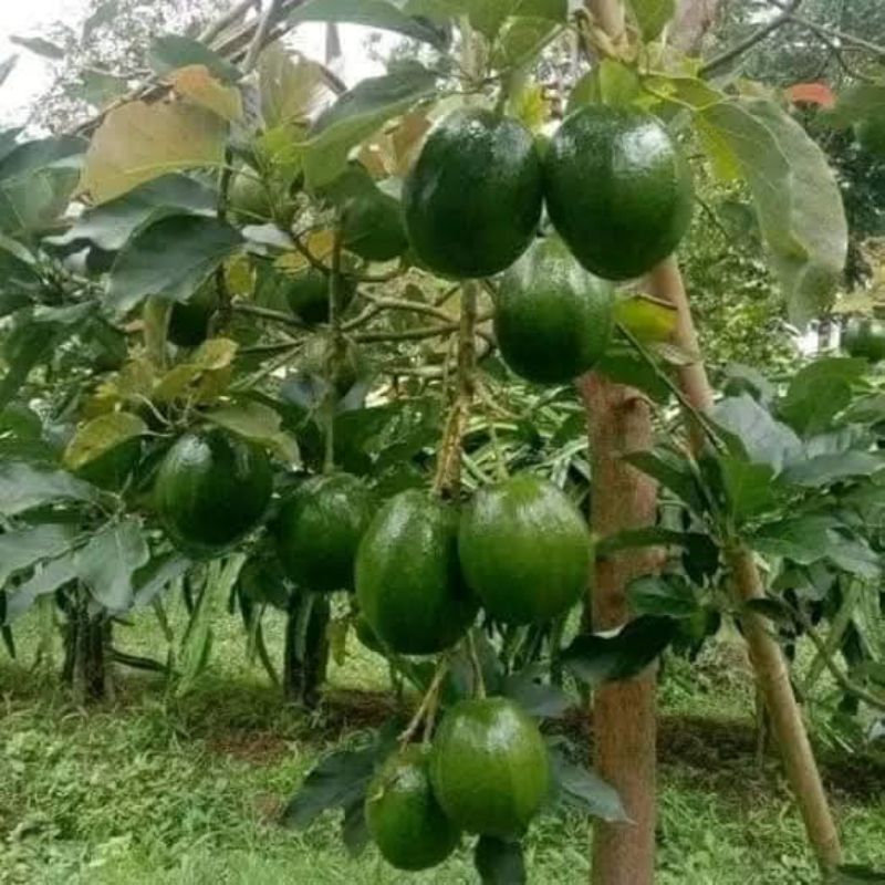

Bibit Tanaman Buah Alpukat Markus Okulasi