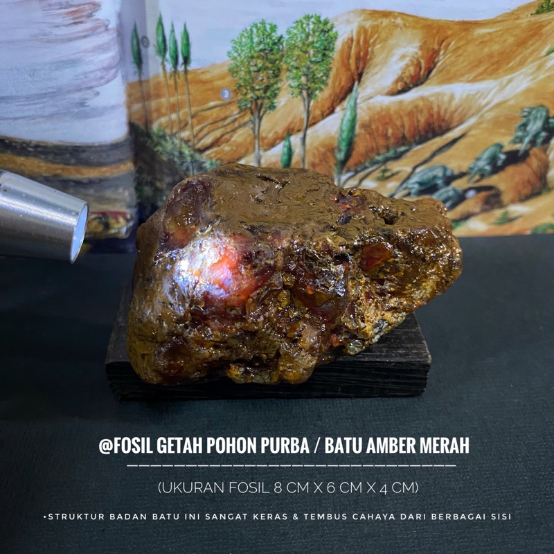 Bongkahan Fosil Getah Pohon Merah C40 atau Fosil Batu Amber atau Fosil Getah Kayu atau Fosil Tumbuha