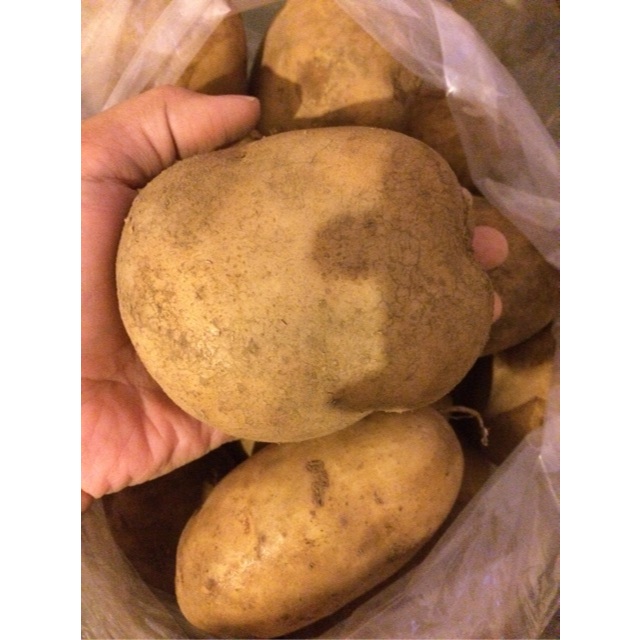 

Kentang Dieng Super Ukuran Sedang