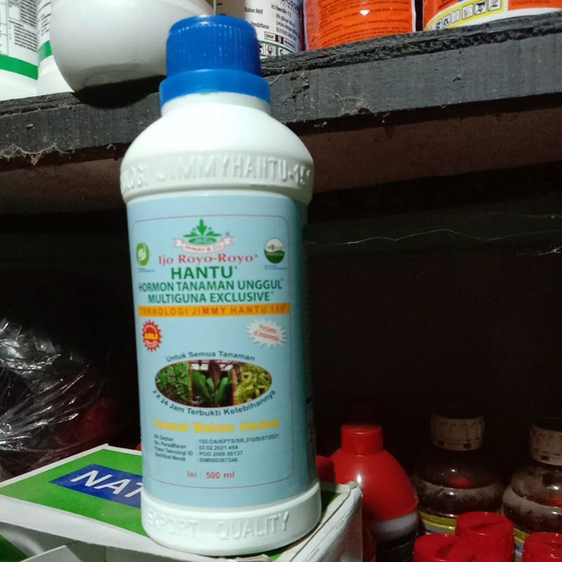 JIMMY HANTU IJO ROYO-ROYO pertumbuhan