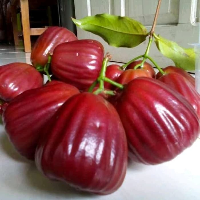 BIBIT JAMBU AIR DALHARI SIAP BERBUAH