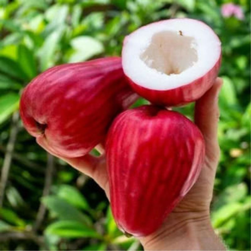 bibit jambu jamaika (siap berbuah berbunga)
