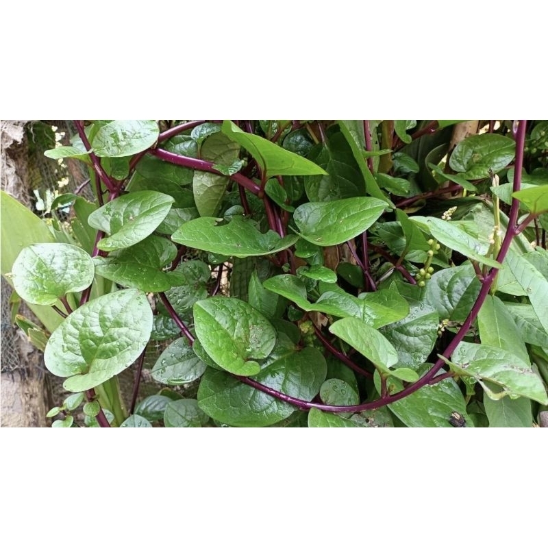 

10 lembar Daun Binahong Segar