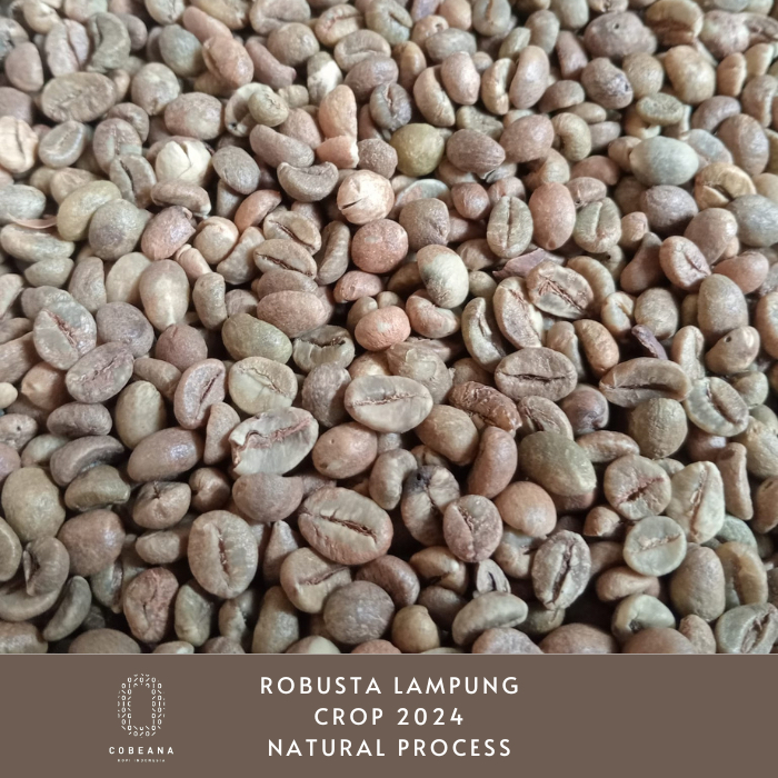 

KOPI ROBUSTA LAMPUNG 1 KG GREENBEAN BIJI KOPI MENTAH Cobeana Kopi Indonesia