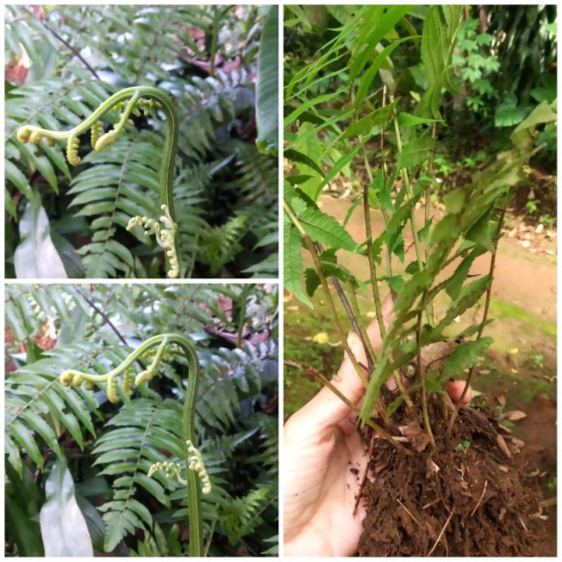 

Bibit Pakis Sayur Siap Tanam Perbatang