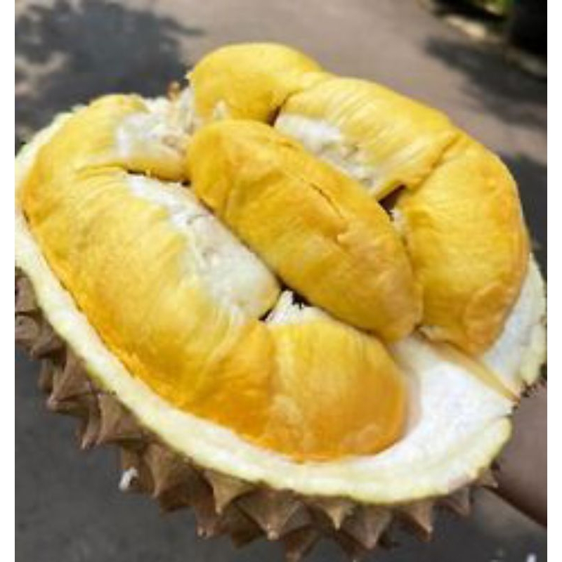 

Bibit Buah Durian Bawor Okulasi