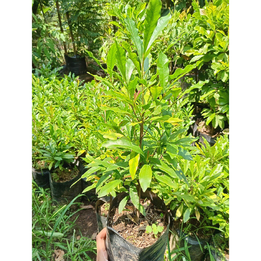 Bibit / Pohon MIRACLE ( Buah Ajaib ) Cepat Berbuah | UNGGULAN