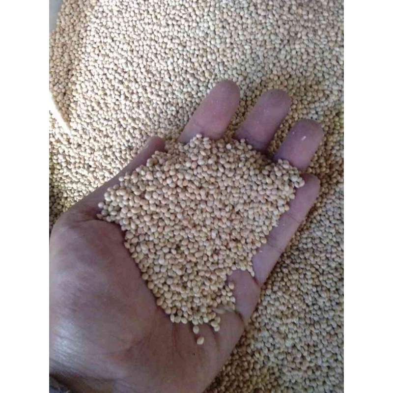 MILET PUTIH MAKANAN PAKAN BURUNG MILET PUTIH VITA