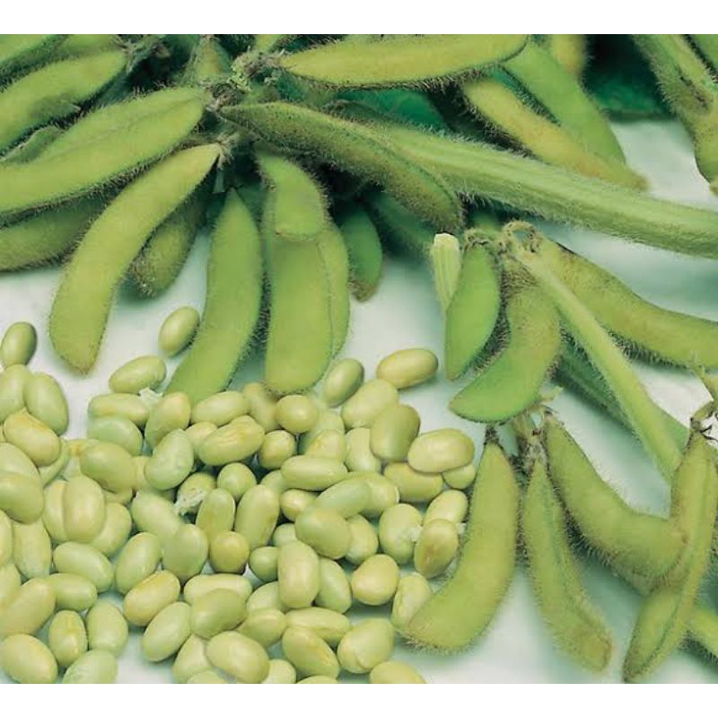 benih kacang kedelai lokal super 1kg siap tanam