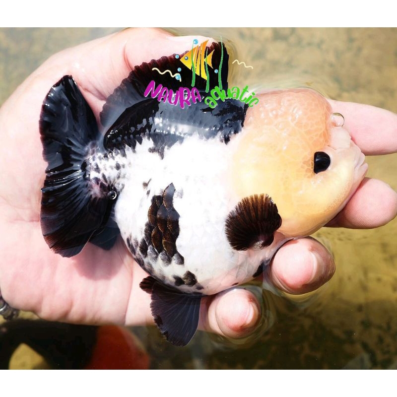 Perlengkapan hiasan aquarium panda oranda bagongan gendut lucu