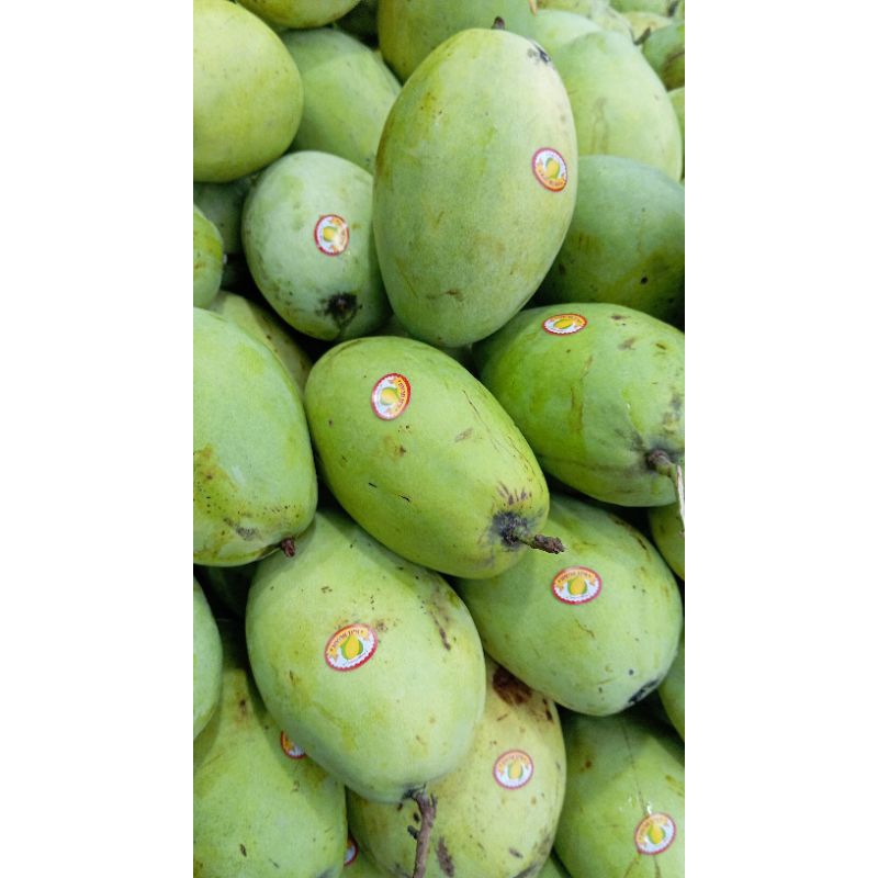 

MANGGA INDRAMAYU / MANGGA CENGKIR FRESS 1KG