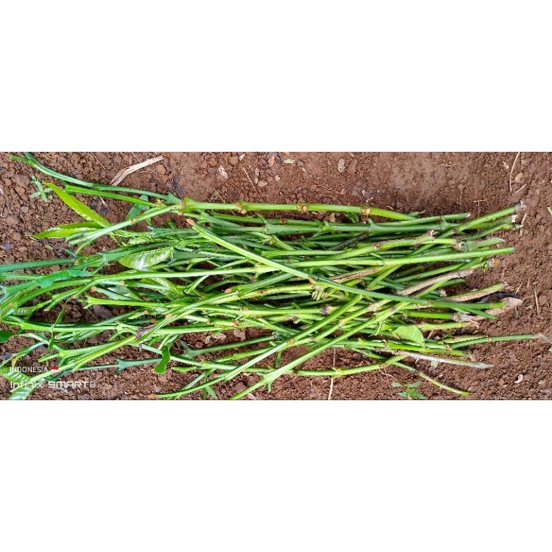 

ENTRES KOPi KLON BAGYO 100,000 DAPAT 30 ENTRES