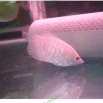 Hiasan aquarium gurame albino mata merah