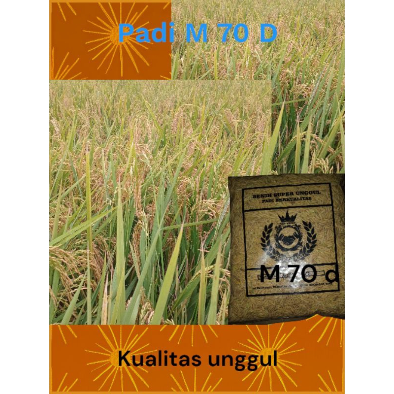 Benih bibit padi M 70 D kulaitas unggul 1kg