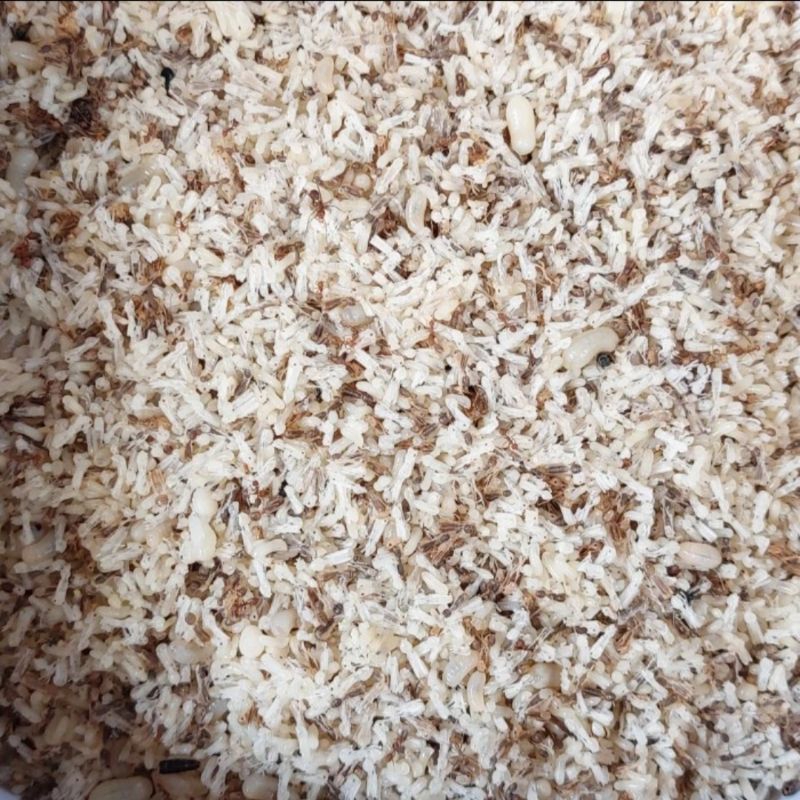 telur semut/kroto sogrokan fres halus kering mawur 50g