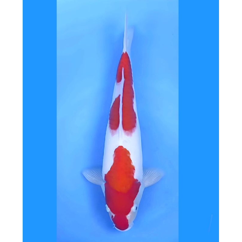 Ikan Koi Jenis Kohaku Uk 35CM Kualitas Pola 2 Step, Original, Bersih