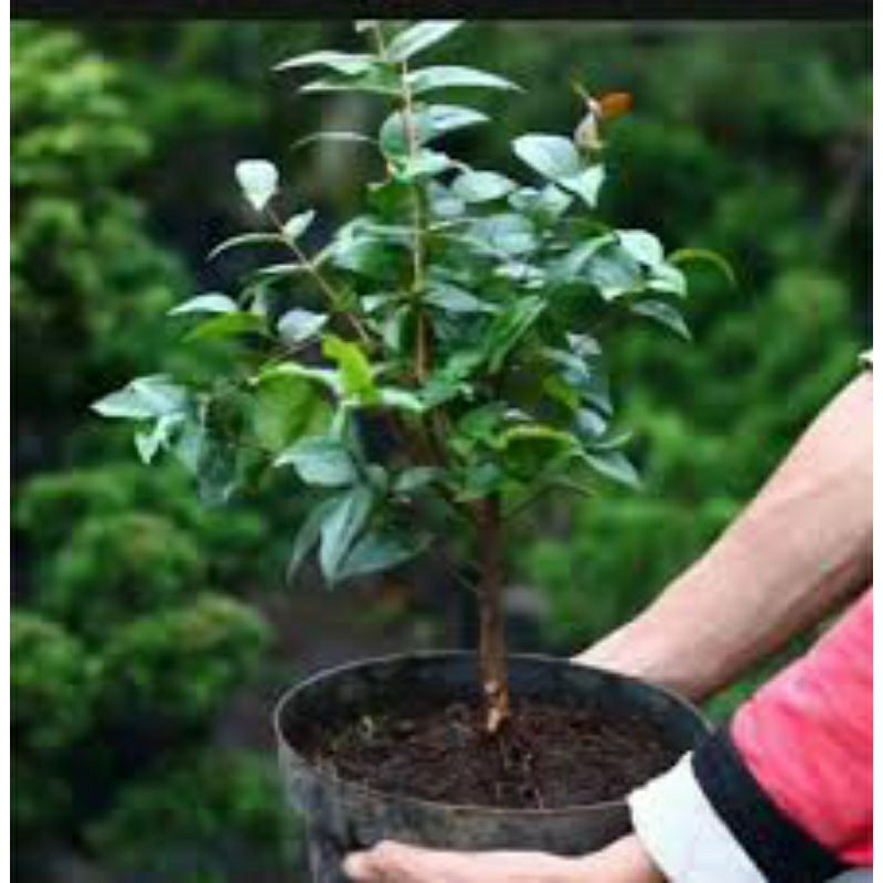 tanaman Bibit Pohon Buah Dewandaru - Bibit Dewandaru