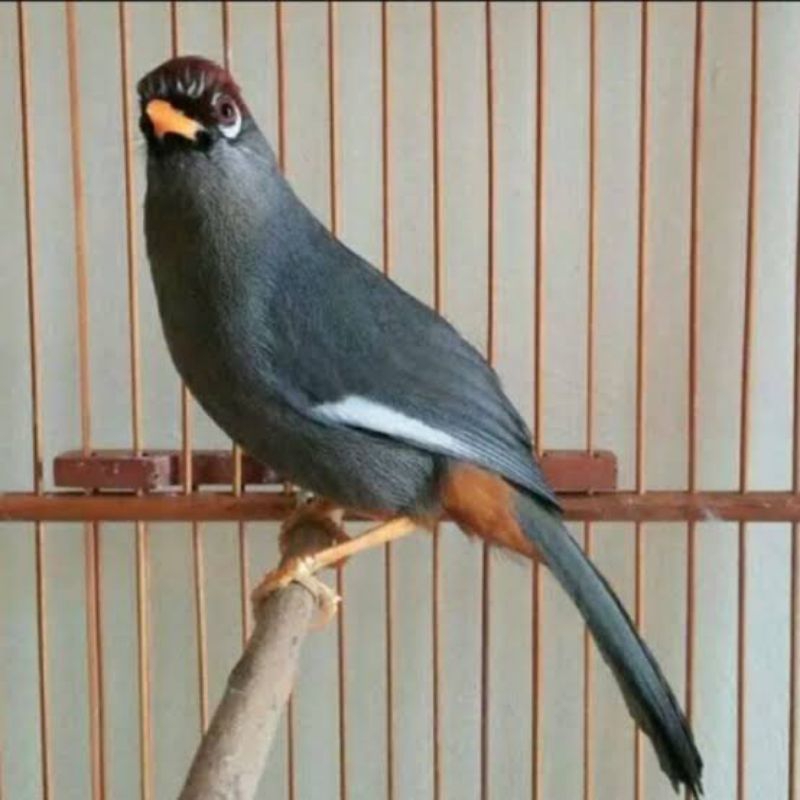 POKSAY MANDARIN JANTAN RAWATAN ( MULUS )