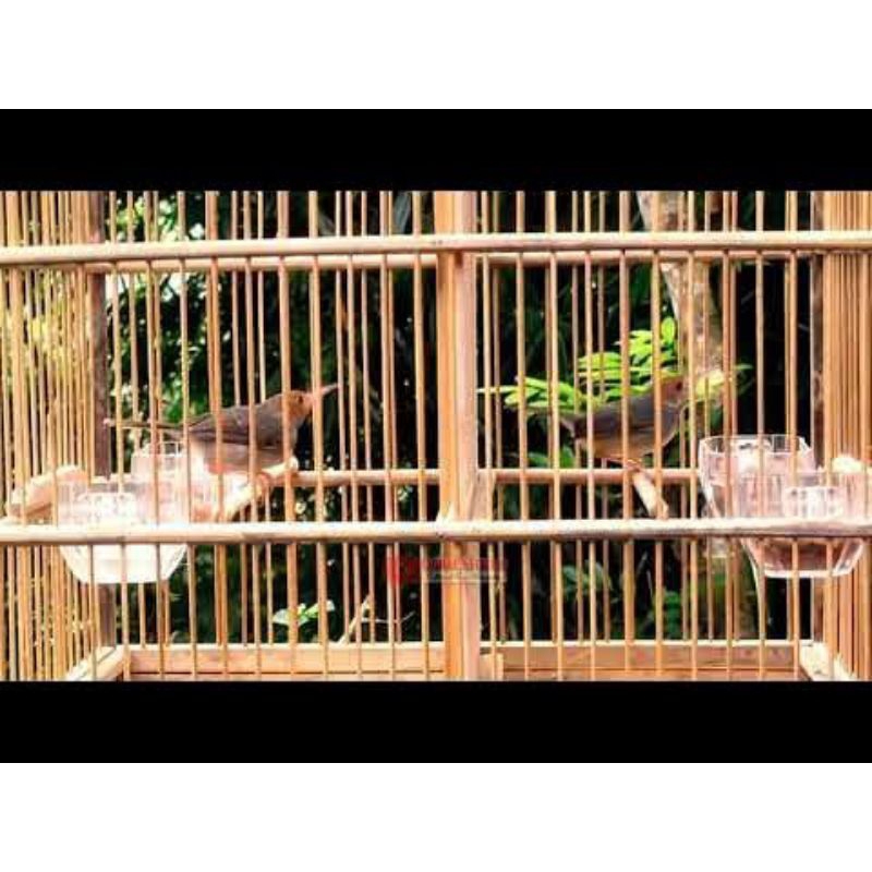 SEPASANG PRENJAK KLAWU / PRENJAK ATAS GACORAN SIAP TERNAK