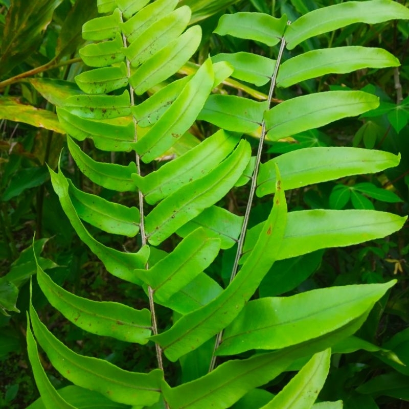 

Daun Kelakai Segar per 1 pcs ( beli 5 gratis 1 )