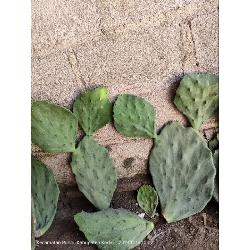 kaktus opuntia gomei cabang dan consolea cabang