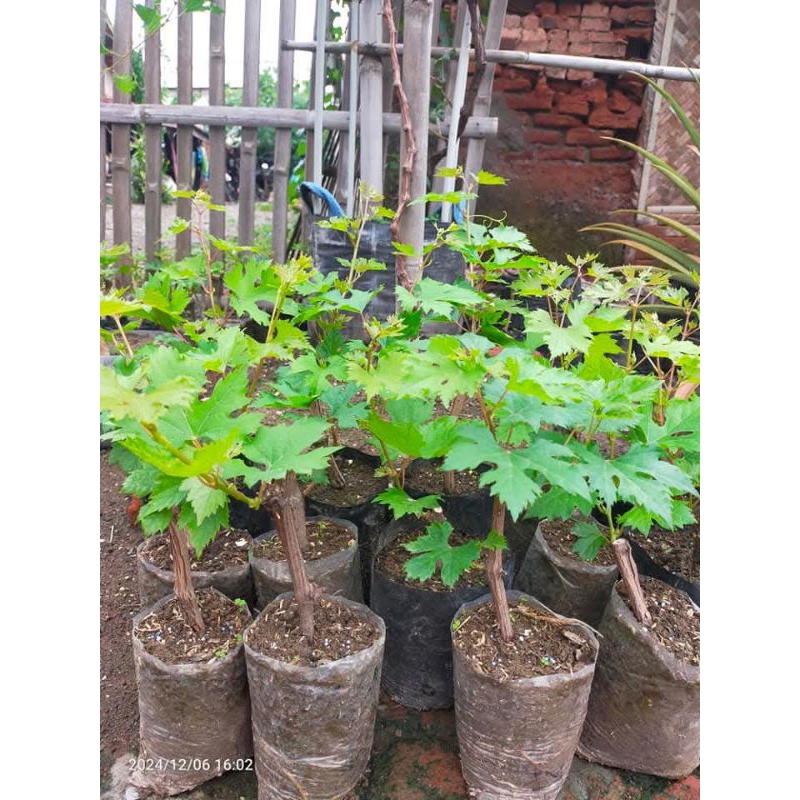 

Bibit Anggur Impor bergaransi
