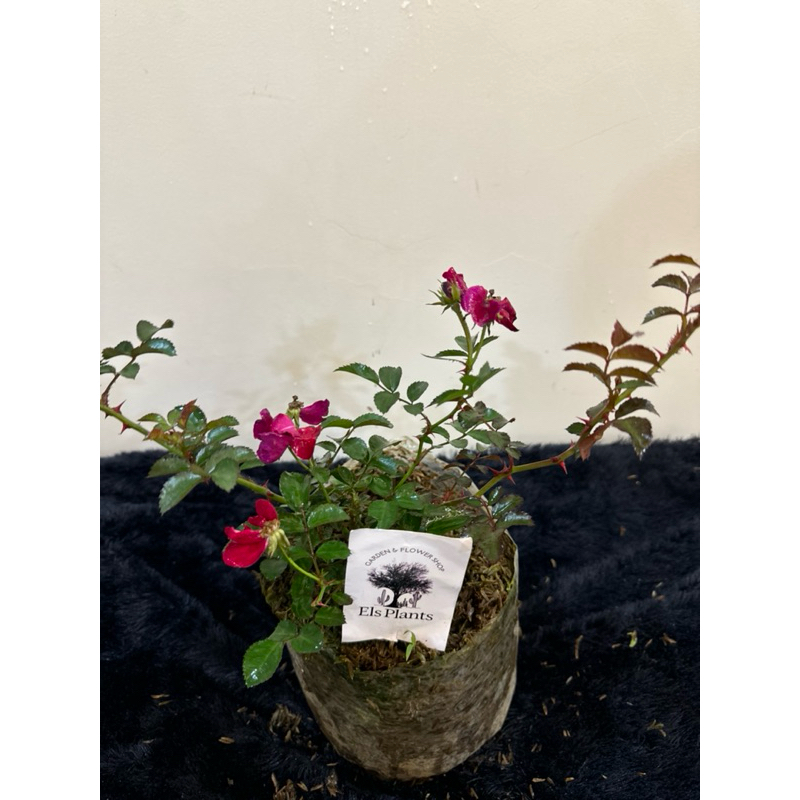 tanaman hias bunga mawar baby merah