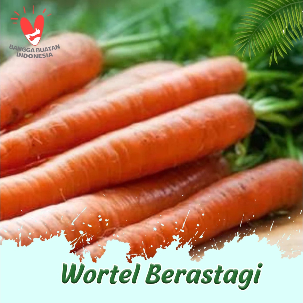 

WORTEL BERASTAGI 1KG PENGIRIMAN H+1 Wortel Berastagi Wortel Import