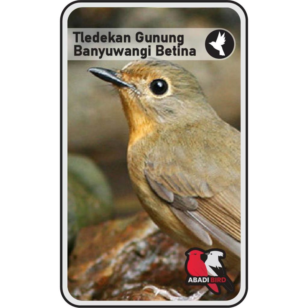 Tledekan Gunung Betina Banyuwangi Palmerah