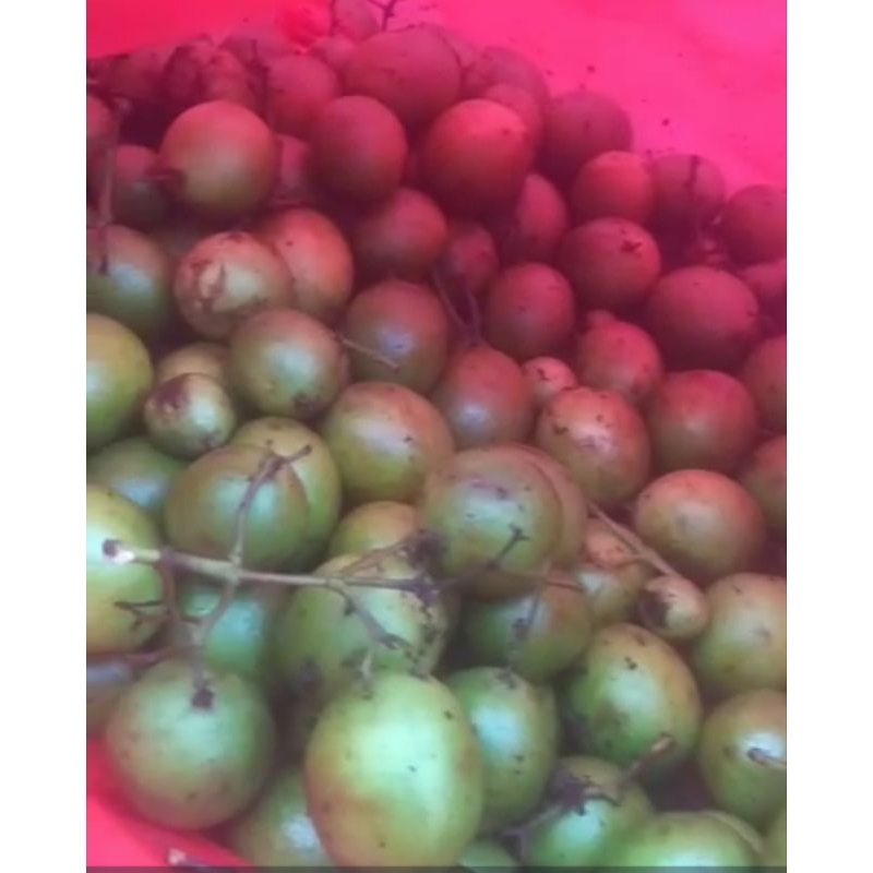 Gandaria   1 kg