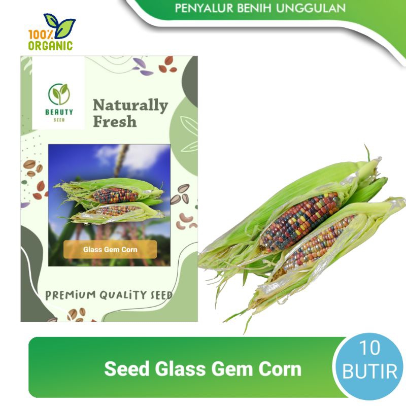 Benih Bibit Jagung Ketan Rainbow - Jagung Pelangi Glass Gem Corn