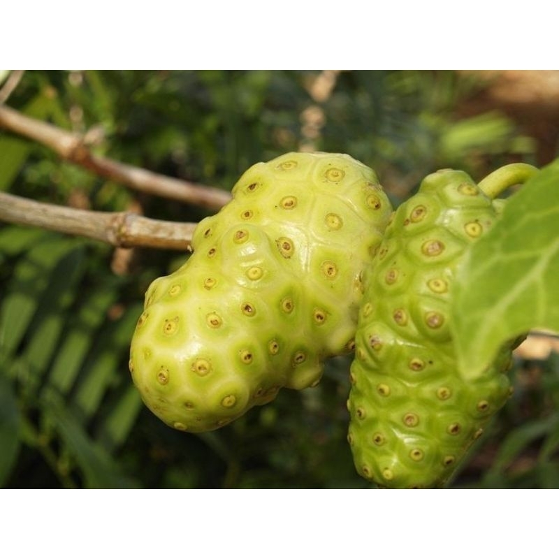 

MENGKUDU MURAH FRES 1KG