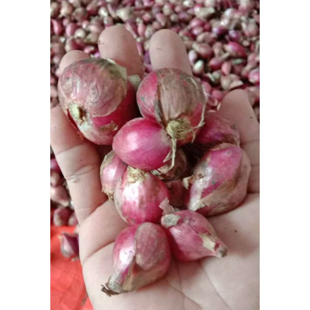 

Bawang Merah Kering Segar Sedang 1000 gr