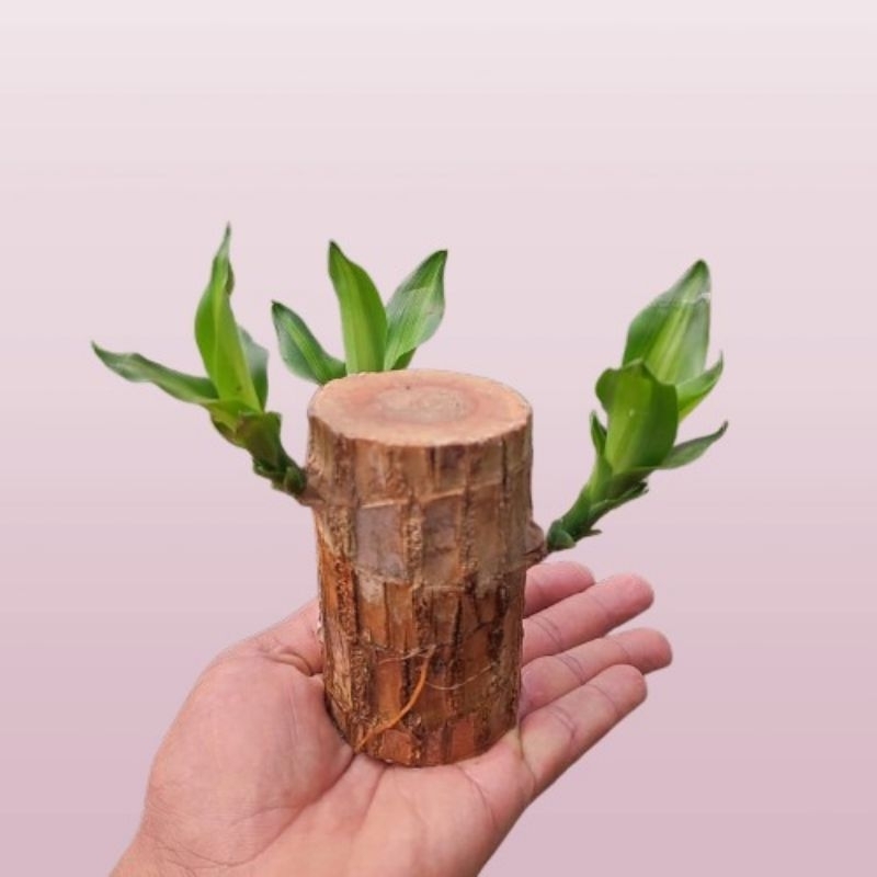 BAHAN HANJUANG BONSAI / Brazilian wood bonsai/ Bahan bonsai