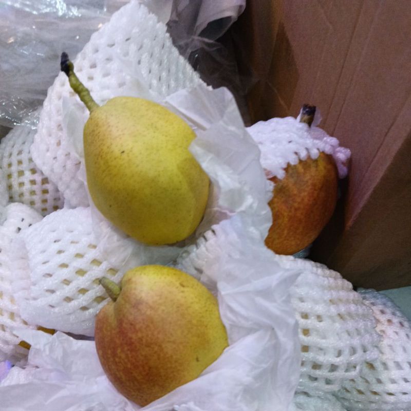 

PIR XIANGLI, PIR MANIS 1KG