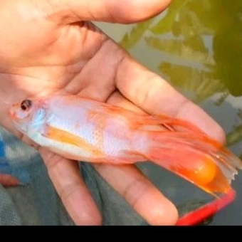 

NILA SLAYER - KADO HIASAN AQUARIUM