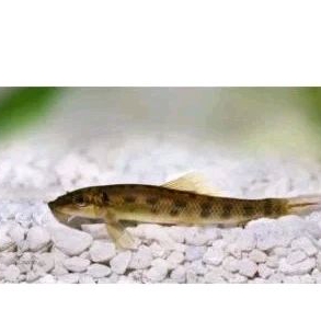 

CAE ALGAETER MARBLE - KADO HIASAN AQUARIUM UKURAN 4-5 CM