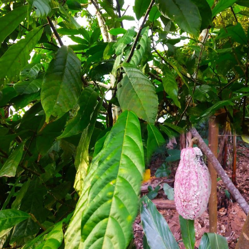 

DAUN KAKAO SEGAR daun coklat 100 lembar