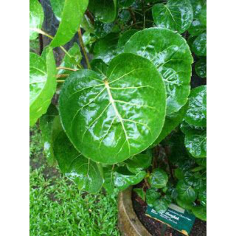 

DAUN MANGKOKAN SEGAR FRESH ANTI RONTOK BOTAK 100LEM