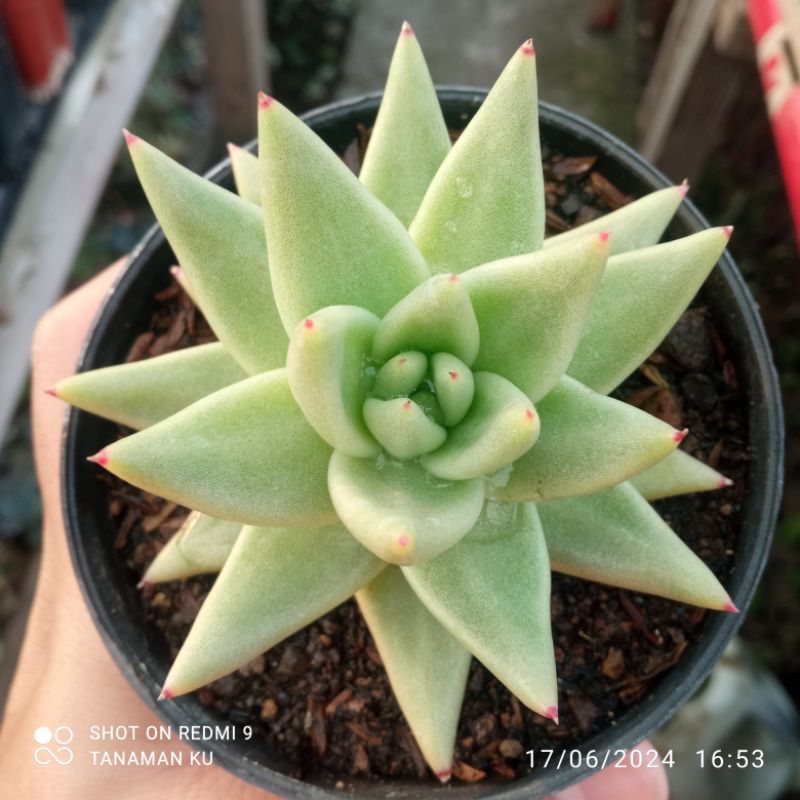 Agavoides Aquamarine