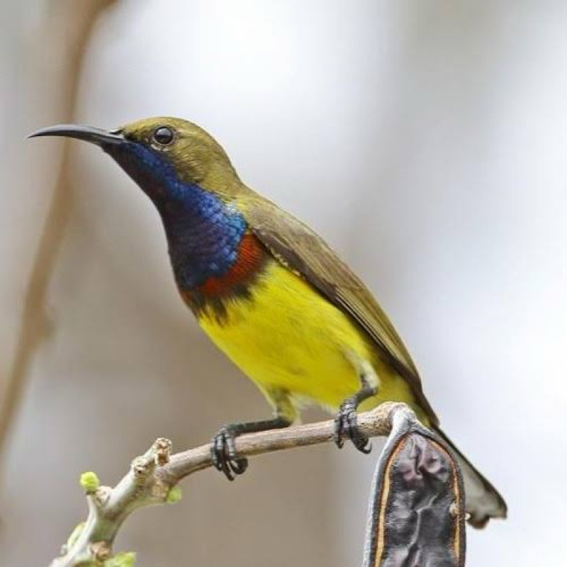 SOGON METALIK PILIHAN JANTAN RAWATAN