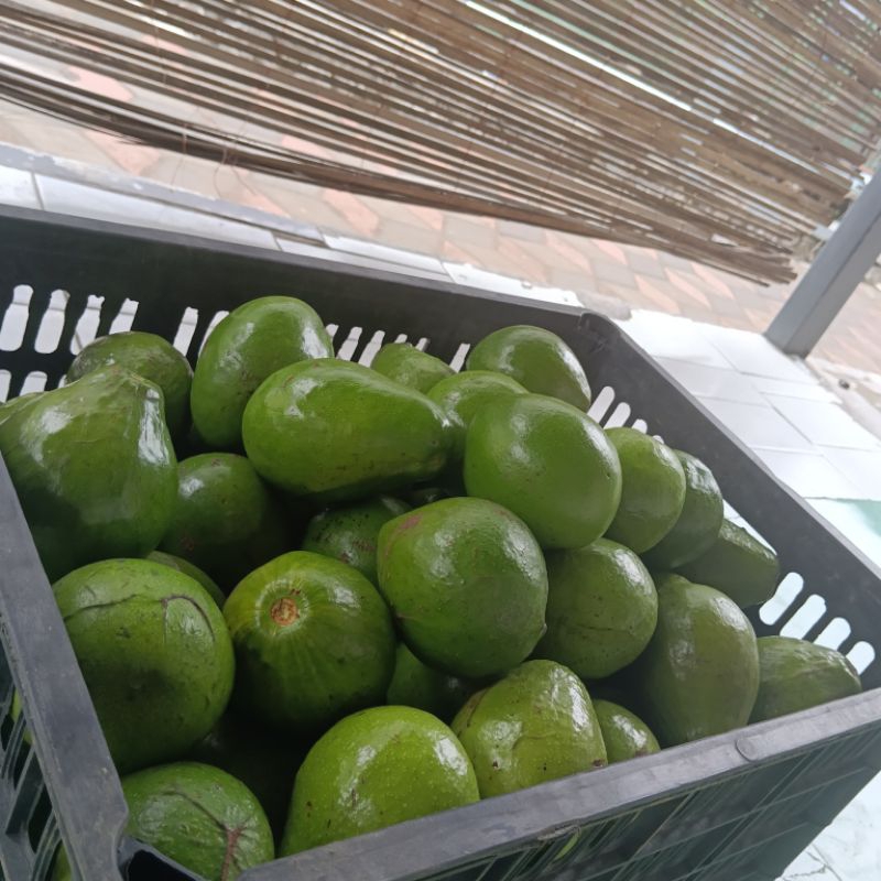 

Alpukat mentega
