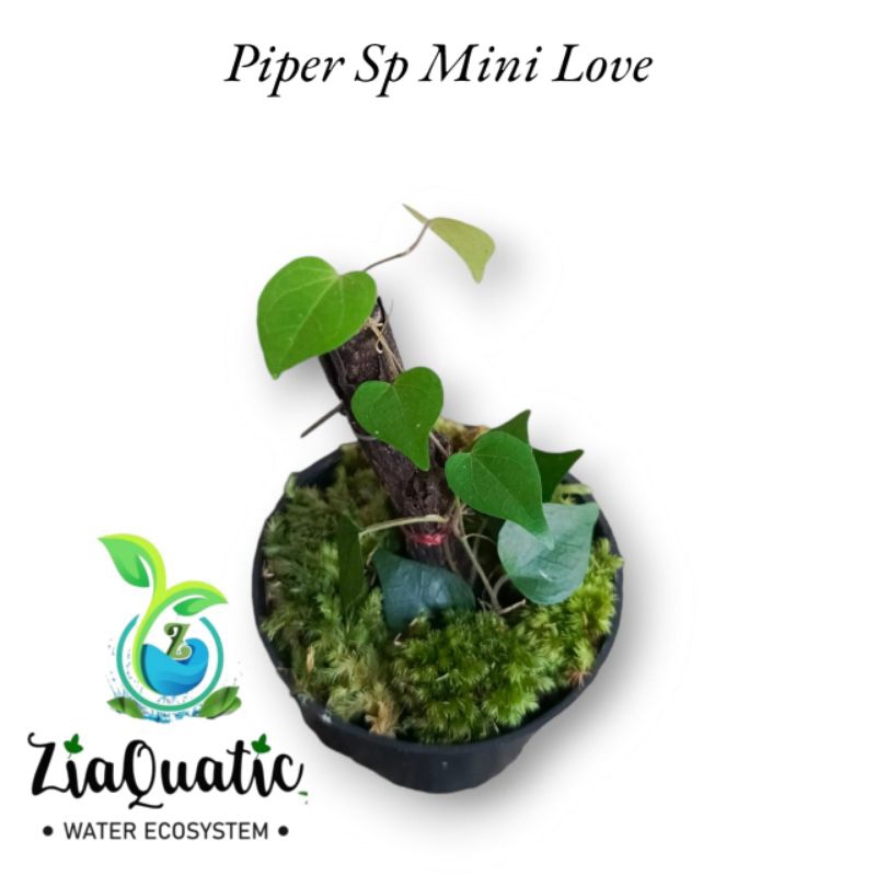 Piper Sp Mini Love - Tanaman Hias Paludarium Terrarium Indor/Outdoorplant