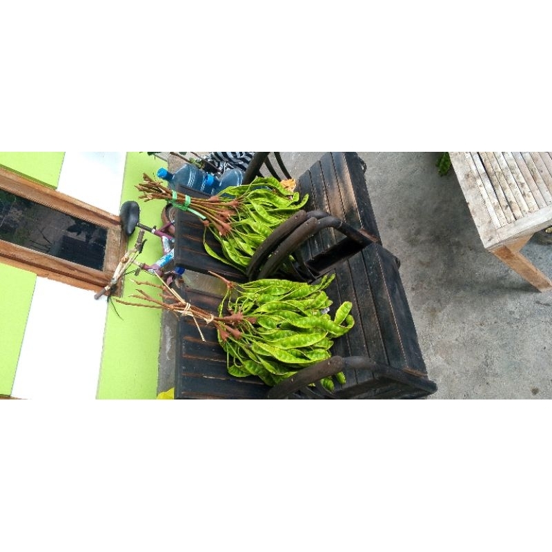 

PETAI LOKAL GUNUNG WILIS MLENUS
