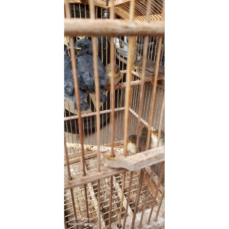 [Instant] Anakan Loloh Ciblek Gunung